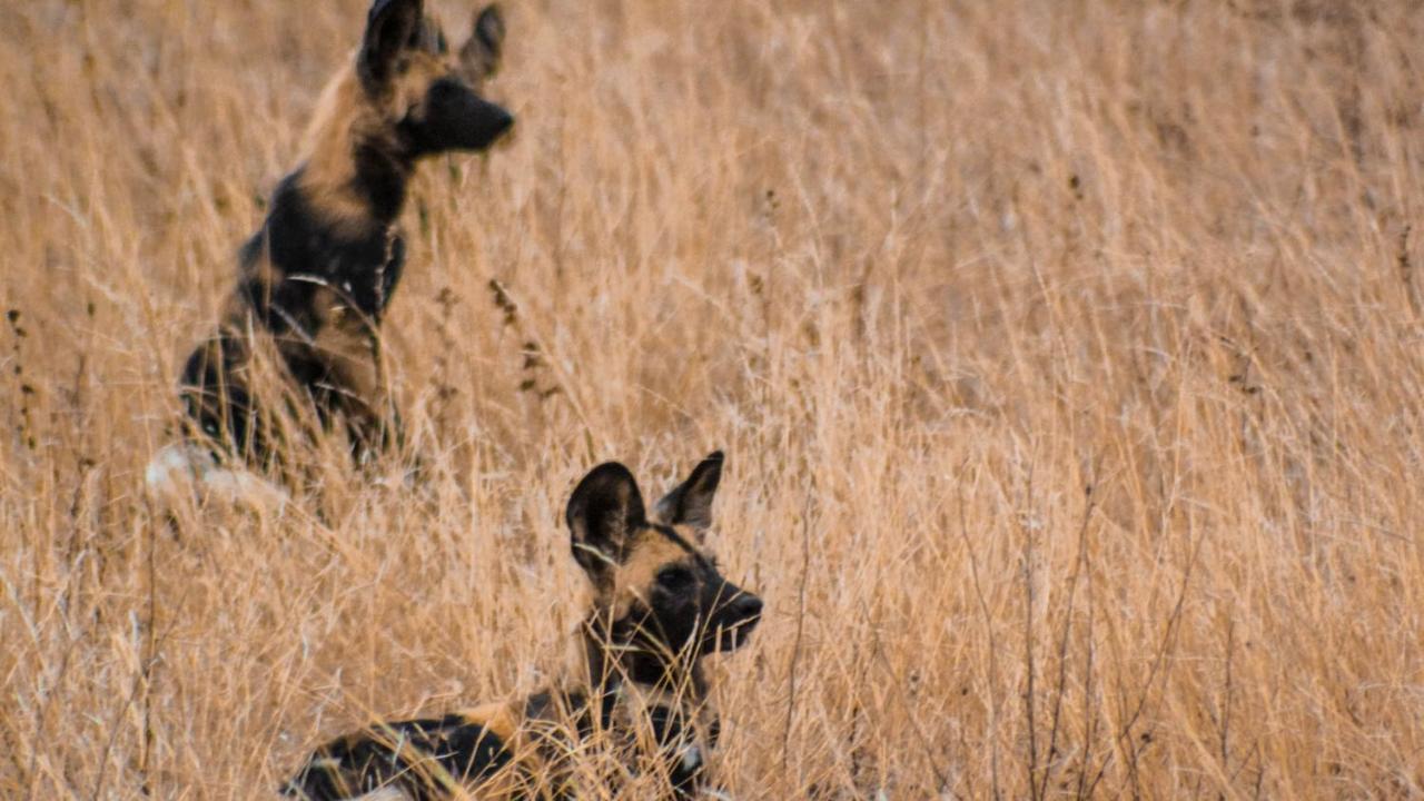 Motswari Private Game Reserve By Newmark محمية تيمبافاتي غيم المظهر الخارجي الصورة