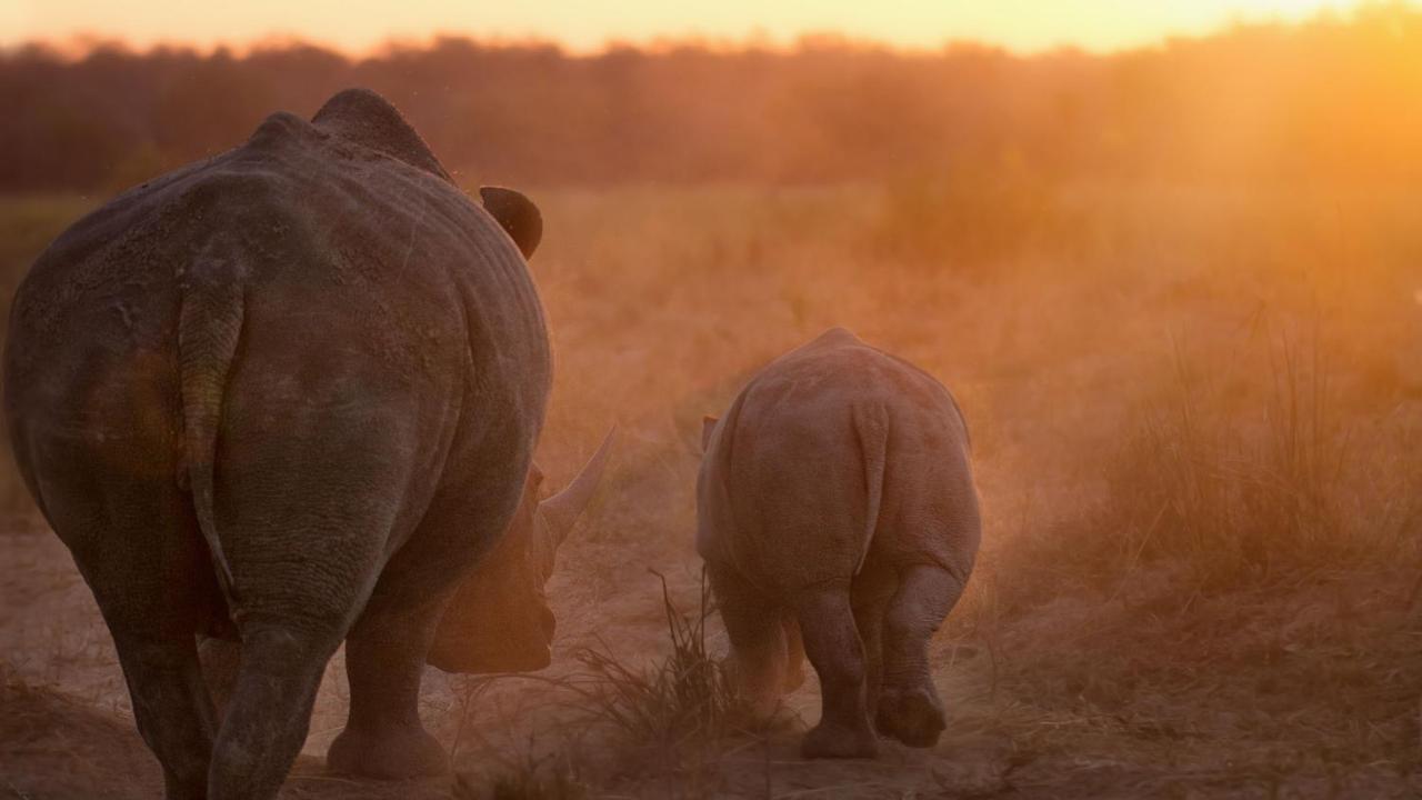 Motswari Private Game Reserve By Newmark محمية تيمبافاتي غيم المظهر الخارجي الصورة