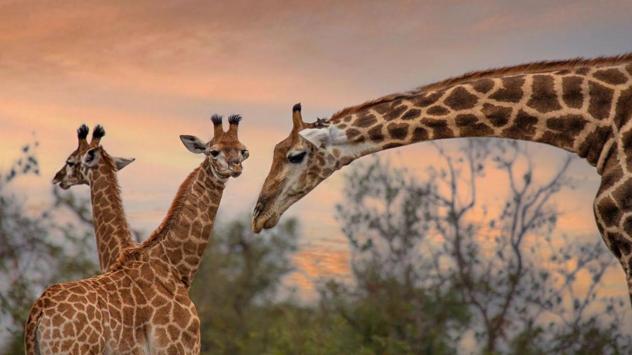 Motswari Private Game Reserve By Newmark محمية تيمبافاتي غيم المظهر الخارجي الصورة