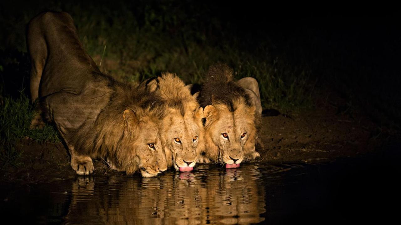 Motswari Private Game Reserve By Newmark محمية تيمبافاتي غيم المظهر الخارجي الصورة