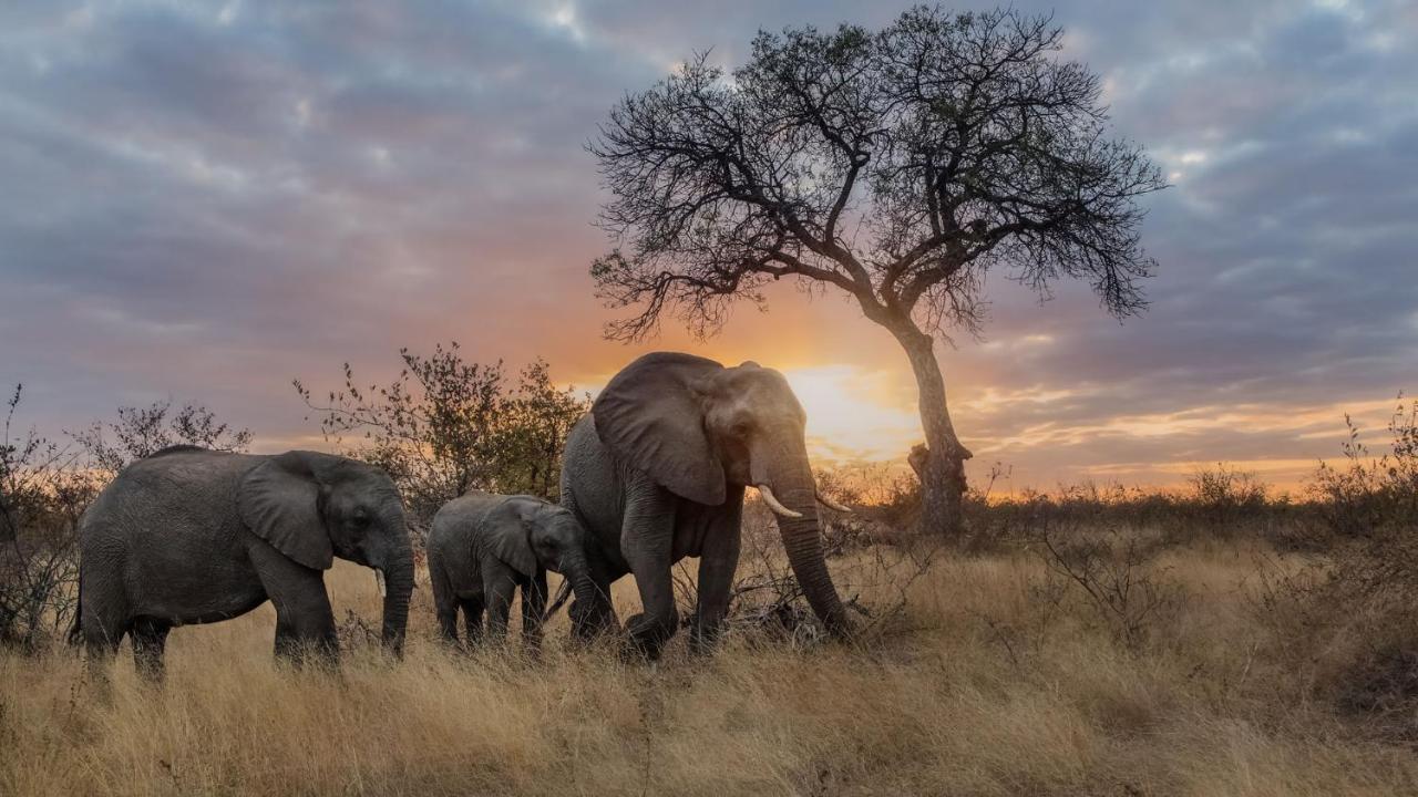 Motswari Private Game Reserve By Newmark محمية تيمبافاتي غيم المظهر الخارجي الصورة