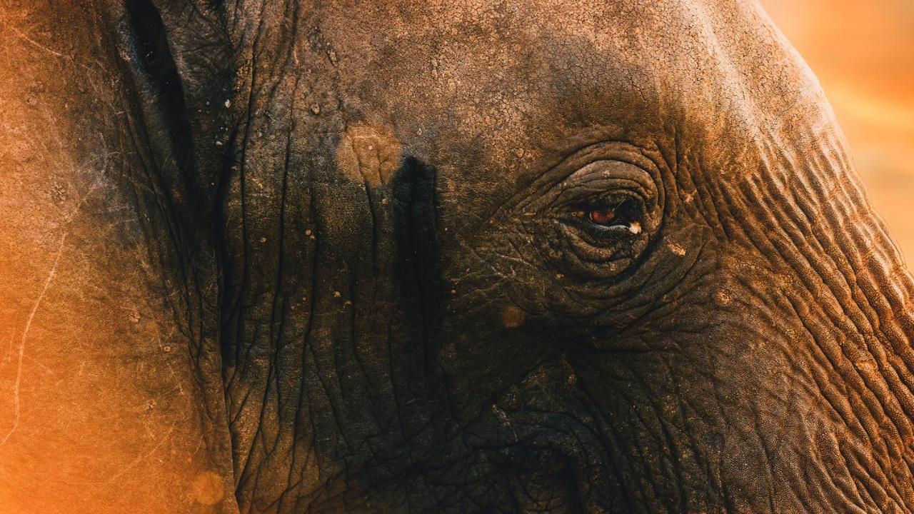 Motswari Private Game Reserve By Newmark محمية تيمبافاتي غيم المظهر الخارجي الصورة