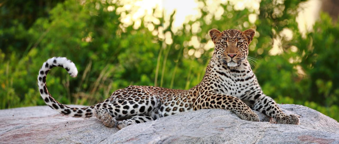 Motswari Private Game Reserve By Newmark محمية تيمبافاتي غيم المظهر الخارجي الصورة
