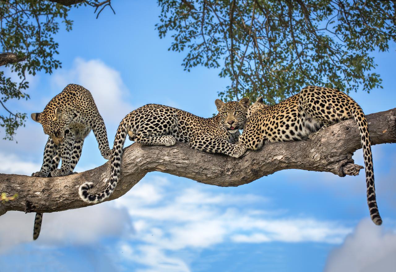 Motswari Private Game Reserve By Newmark محمية تيمبافاتي غيم المظهر الخارجي الصورة