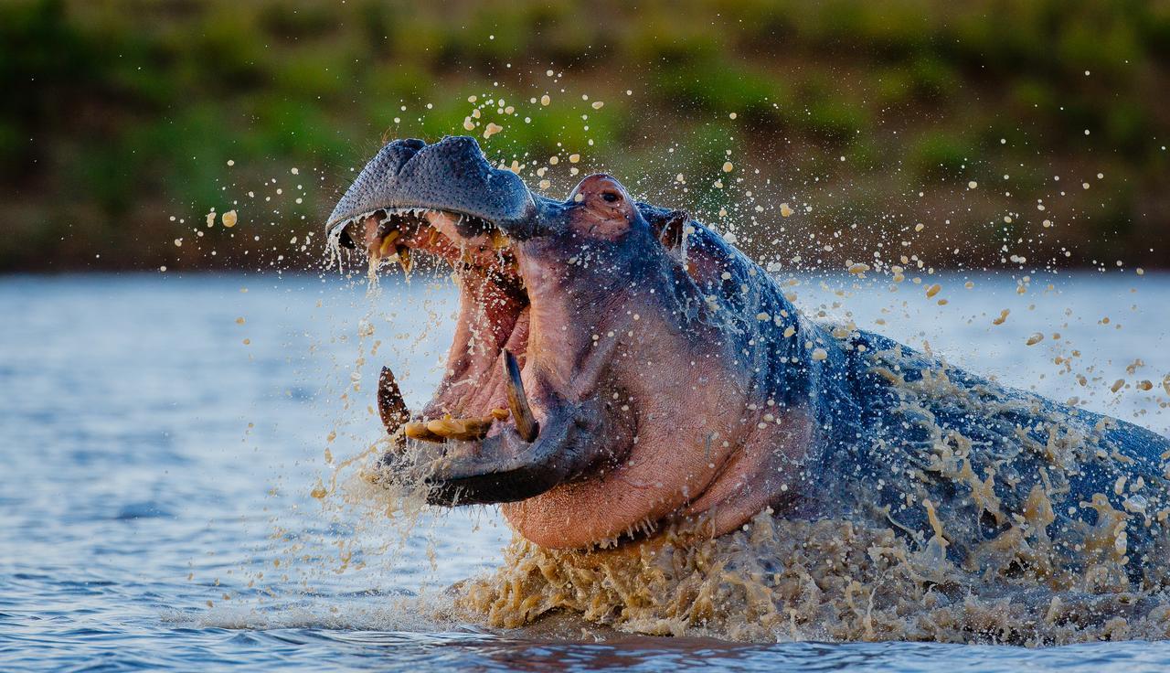 Motswari Private Game Reserve By Newmark محمية تيمبافاتي غيم المظهر الخارجي الصورة